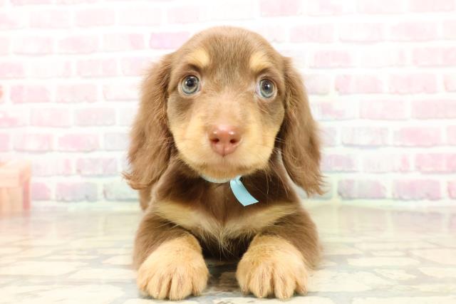 東京都のカニンヘンダックスフンド(ロング) (Coo&RIKU足立本店/2025年9月29日生まれ/男の子/チョコレートタン)の子犬の1枚目の画像