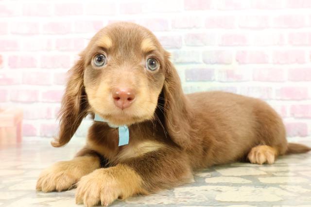 東京都のカニンヘンダックスフンド(ロング) (Coo&RIKU足立本店/2025年9月29日生まれ/男の子/チョコレートタン)の子犬の2枚目の画像