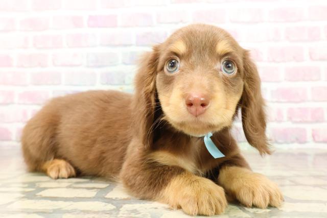 東京都のカニンヘンダックスフンド(ロング) (Coo&RIKU足立本店/2025年9月29日生まれ/男の子/チョコレートタン)の子犬の3枚目の画像