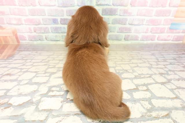 東京都のカニンヘンダックスフンド(ロング) (Coo&RIKU足立本店/2025年9月29日生まれ/男の子/チョコレートタン)の子犬の4枚目の画像