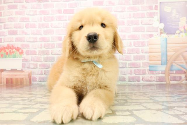 茨城県のゴールデンレトリバー (Coo&RIKUMEGAドン・キホーテ勝田店/2025年9月30日生まれ/男の子/ゴールデン)の子犬