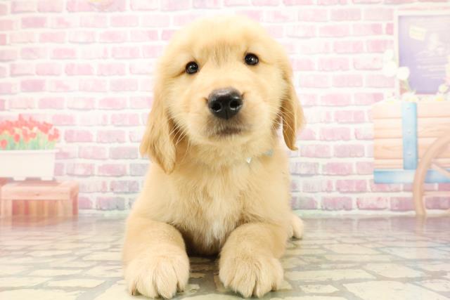 神奈川県のゴールデンレトリバー (Coo&RIKU相模原店/2025年9月30日生まれ/男の子/ゴールデン)の子犬