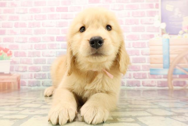 埼玉県のゴールデンレトリバー (Coo&RIKU桶川店/2025年9月30日生まれ/女の子/ゴールデン)の子犬の1枚目の画像