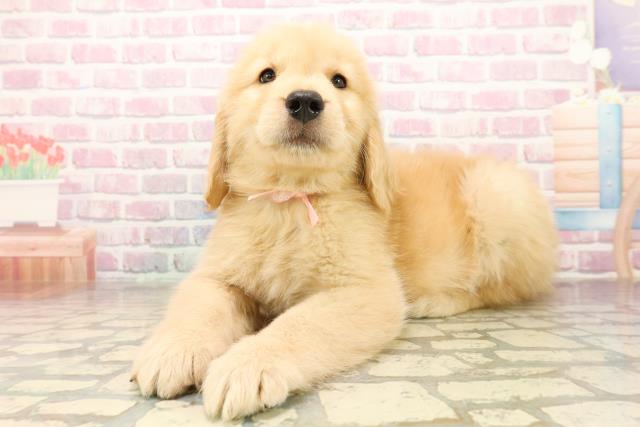 埼玉県のゴールデンレトリバー (Coo&RIKU桶川店/2025年9月30日生まれ/女の子/ゴールデン)の子犬の2枚目の画像
