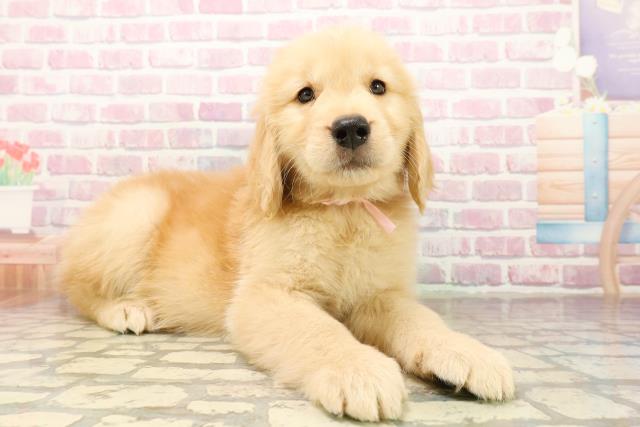 埼玉県のゴールデンレトリバー (Coo&RIKU桶川店/2025年9月30日生まれ/女の子/ゴールデン)の子犬の3枚目の画像