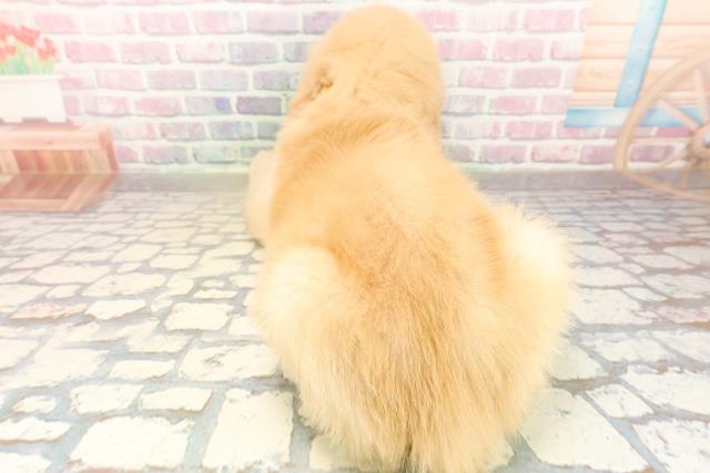 埼玉県のゴールデンレトリバー (Coo&RIKU桶川店/2025年9月30日生まれ/女の子/ゴールデン)の子犬の4枚目の画像