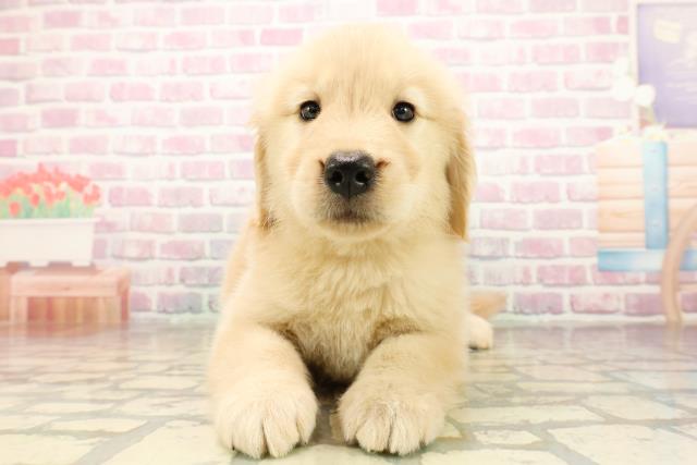 埼玉県のゴールデンレトリバー (Coo&RIKU草加バイパス店/2025年9月30日生まれ/女の子/ゴールデン)の子犬の1枚目の画像