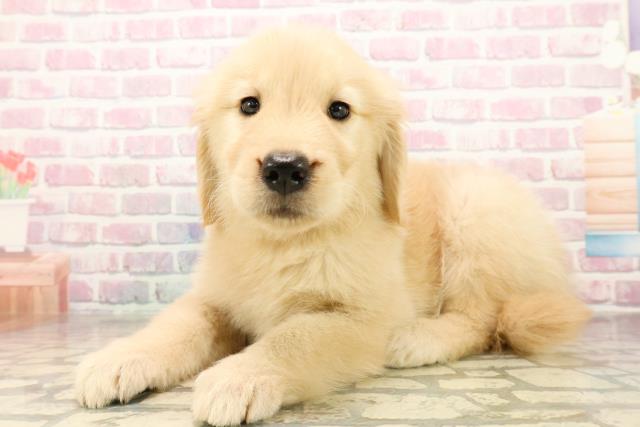 埼玉県のゴールデンレトリバー (Coo&RIKU草加バイパス店/2025年9月30日生まれ/女の子/ゴールデン)の子犬の2枚目の画像