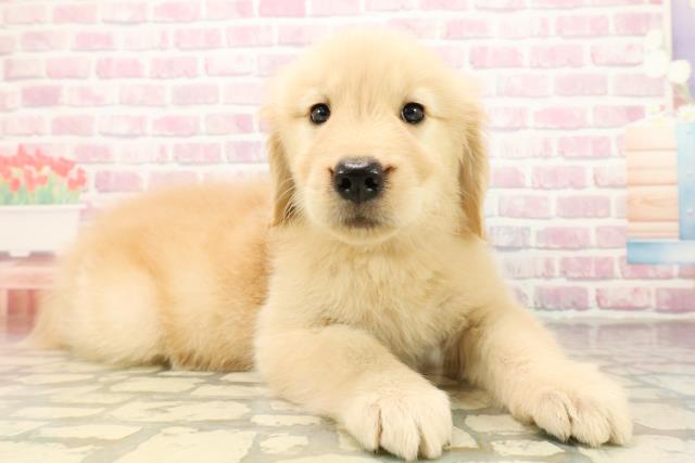 埼玉県のゴールデンレトリバー (Coo&RIKU草加バイパス店/2025年9月30日生まれ/女の子/ゴールデン)の子犬の3枚目の画像