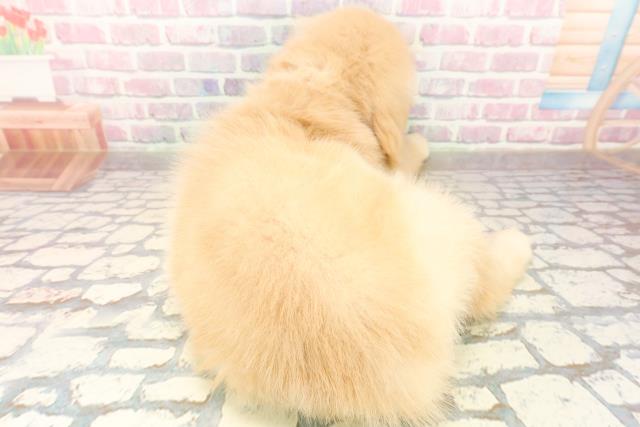 埼玉県のゴールデンレトリバー (Coo&RIKU草加バイパス店/2025年9月30日生まれ/女の子/ゴールデン)の子犬の4枚目の画像