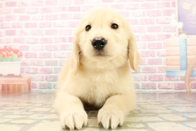 神奈川県のゴールデンレトリバー (Coo&RIKUパウ川崎店/2025年9月30日生まれ/女の子/ゴールデン)の子犬の1枚目の画像