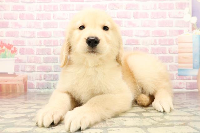 神奈川県のゴールデンレトリバー (Coo&RIKUパウ川崎店/2025年9月30日生まれ/女の子/ゴールデン)の子犬の2枚目の画像