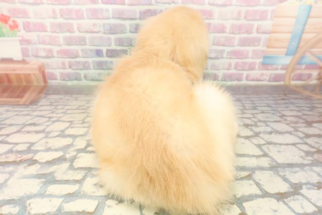 神奈川県のゴールデンレトリバー (Coo&RIKUパウ川崎店/2025年9月30日生まれ/女の子/ゴールデン)の子犬の4枚目の画像