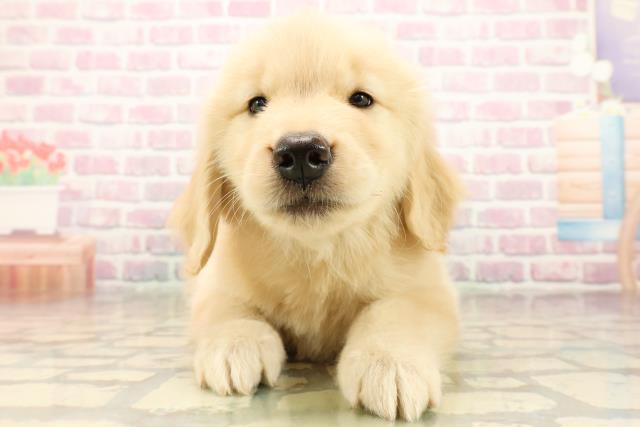 東京都のゴールデンレトリバー (Coo&RIKU板橋店/2025年9月30日生まれ/女の子/ゴールデン)の子犬の1枚目の画像