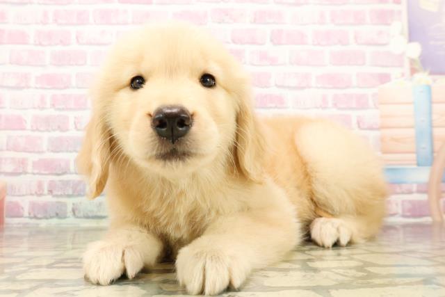 東京都のゴールデンレトリバー (Coo&RIKU板橋店/2025年9月30日生まれ/女の子/ゴールデン)の子犬の2枚目の画像