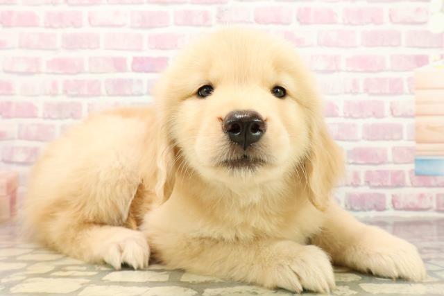 東京都のゴールデンレトリバー (Coo&RIKU板橋店/2025年9月30日生まれ/女の子/ゴールデン)の子犬の3枚目の画像