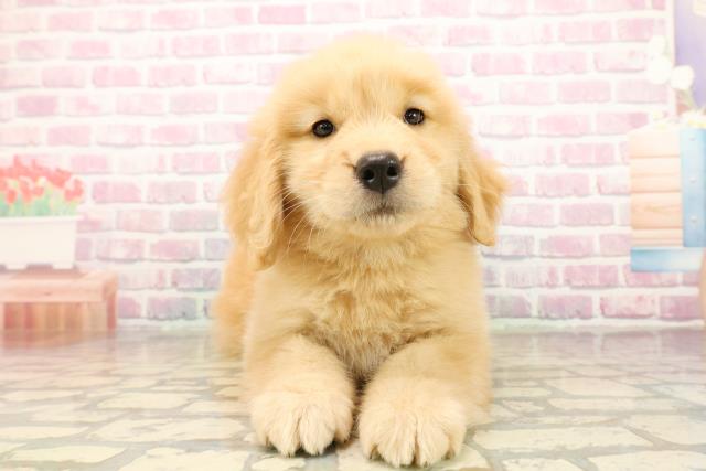 東京都のゴールデンレトリバー (Coo&RIKU足立本店/2025年9月30日生まれ/女の子/ゴールデン)の子犬の1枚目の画像