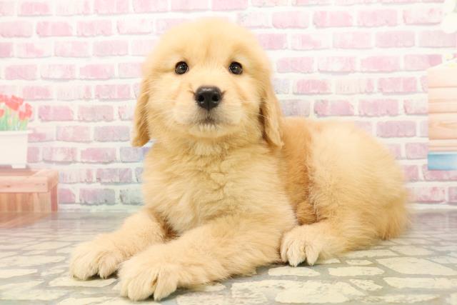 東京都のゴールデンレトリバー (Coo&RIKU足立本店/2025年9月30日生まれ/女の子/ゴールデン)の子犬の2枚目の画像