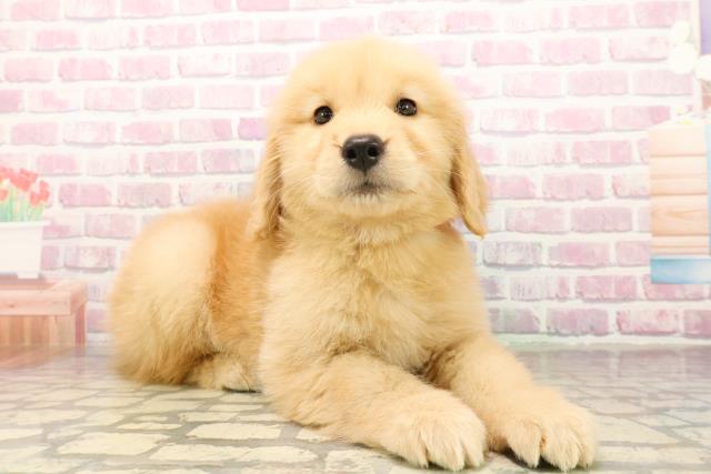 東京都のゴールデンレトリバー (Coo&RIKU足立本店/2025年9月30日生まれ/女の子/ゴールデン)の子犬の3枚目の画像