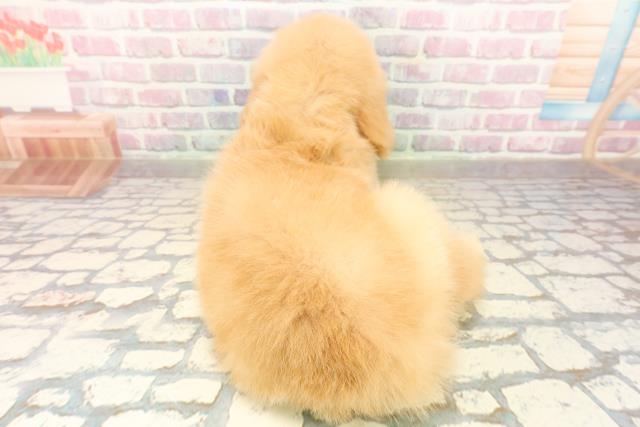 東京都のゴールデンレトリバー (Coo&RIKU足立本店/2025年9月30日生まれ/女の子/ゴールデン)の子犬の4枚目の画像