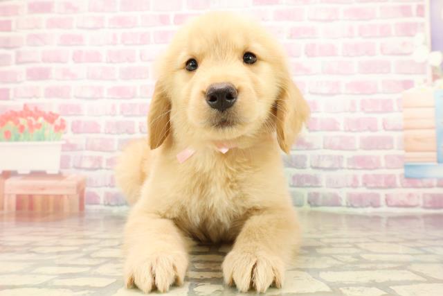 埼玉県のゴールデンレトリバー (Coo&RIKUヤオコー幸手店/2025年9月30日生まれ/女の子/ゴールデン)の子犬の1枚目の画像