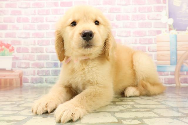 埼玉県のゴールデンレトリバー (Coo&RIKUヤオコー幸手店/2025年9月30日生まれ/女の子/ゴールデン)の子犬の2枚目の画像