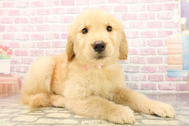 埼玉県のゴールデンレトリバー (Coo&RIKUヤオコー幸手店/2025年9月30日生まれ/女の子/ゴールデン)の子犬の3枚目の画像