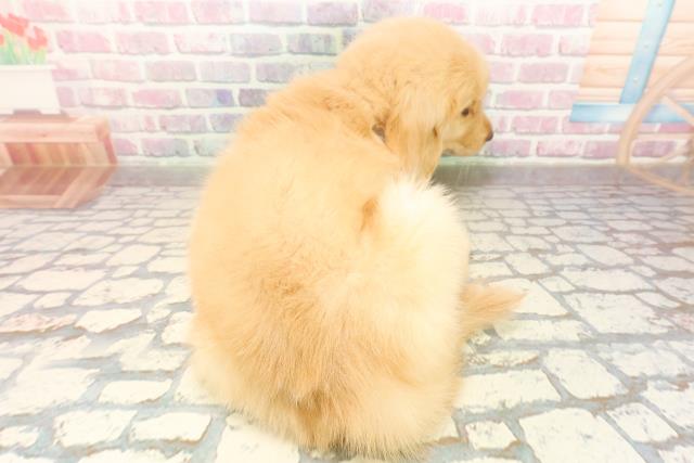 埼玉県のゴールデンレトリバー (Coo&RIKUヤオコー幸手店/2025年9月30日生まれ/女の子/ゴールデン)の子犬の4枚目の画像