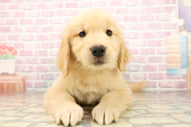 千葉県のゴールデンレトリバー (Coo&RIKU流山店/2025年9月30日生まれ/女の子/ゴールデン)の子犬の1枚目の画像
