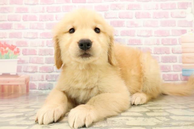 千葉県のゴールデンレトリバー (Coo&RIKU流山店/2025年9月30日生まれ/女の子/ゴールデン)の子犬の2枚目の画像