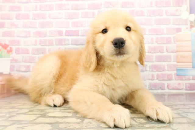 千葉県のゴールデンレトリバー (Coo&RIKU流山店/2025年9月30日生まれ/女の子/ゴールデン)の子犬の3枚目の画像