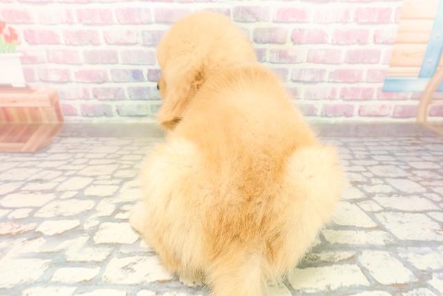 千葉県のゴールデンレトリバー (Coo&RIKU流山店/2025年9月30日生まれ/女の子/ゴールデン)の子犬の4枚目の画像