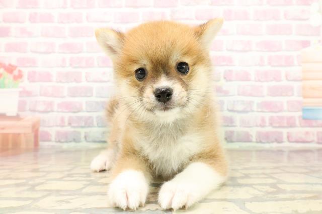 東京都のポメ柴/豆ポメ/ポメ豆柴(ポメラニアン×柴犬) (Coo&RIKU東久留米店/2025年9月30日生まれ/男の子/赤)の子犬の1枚目の画像