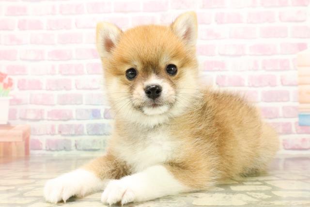 東京都のポメ柴/豆ポメ/ポメ豆柴(ポメラニアン×柴犬) (Coo&RIKU東久留米店/2025年9月30日生まれ/男の子/赤)の子犬の2枚目の画像