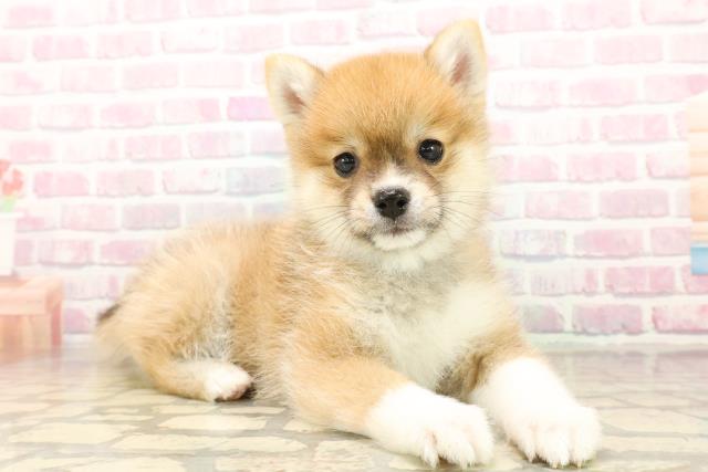 東京都のポメ柴/豆ポメ/ポメ豆柴(ポメラニアン×柴犬) (Coo&RIKU東久留米店/2025年9月30日生まれ/男の子/赤)の子犬の3枚目の画像