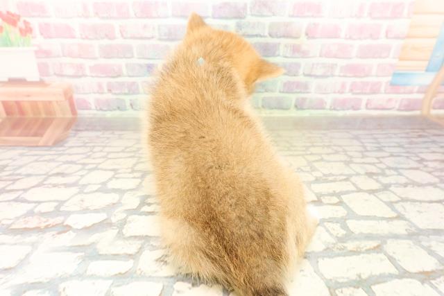 東京都のポメ柴/豆ポメ/ポメ豆柴(ポメラニアン×柴犬) (Coo&RIKU東久留米店/2025年9月30日生まれ/男の子/赤)の子犬の4枚目の画像