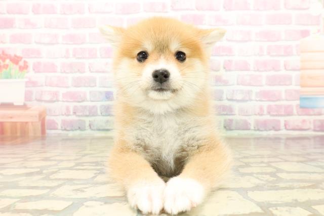 埼玉県のポメ柴/豆ポメ/ポメ豆柴(ポメラニアン×柴犬) (Coo&RIKU大宮店/2025年9月30日生まれ/女の子/赤)の子犬の1枚目の画像