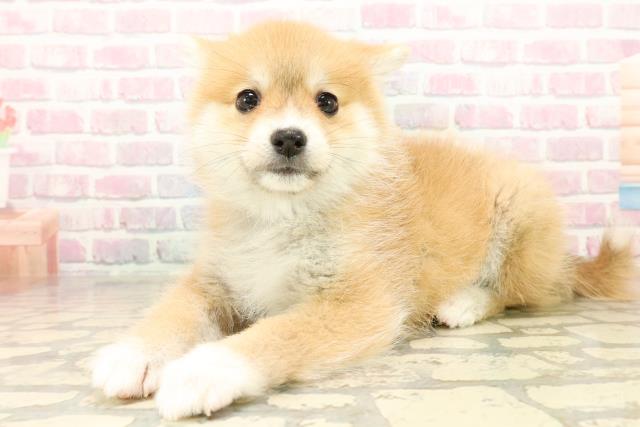 埼玉県のポメ柴/豆ポメ/ポメ豆柴(ポメラニアン×柴犬) (Coo&RIKU大宮店/2025年9月30日生まれ/女の子/赤)の子犬の2枚目の画像