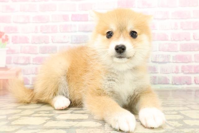 埼玉県のポメ柴/豆ポメ/ポメ豆柴(ポメラニアン×柴犬) (Coo&RIKU大宮店/2025年9月30日生まれ/女の子/赤)の子犬の3枚目の画像