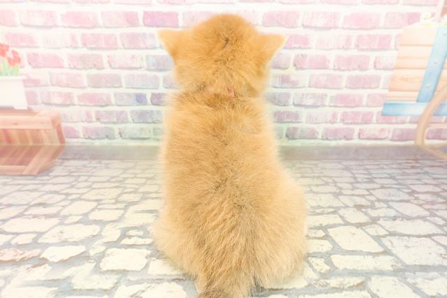 埼玉県のポメ柴/豆ポメ/ポメ豆柴(ポメラニアン×柴犬) (Coo&RIKU大宮店/2025年9月30日生まれ/女の子/赤)の子犬の4枚目の画像