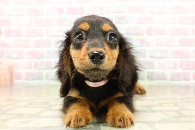 ミニチュア・ダックスフンド