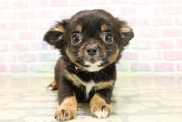 チワワ（ロングコート）