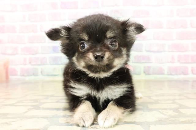 チワワ(ロングコート)