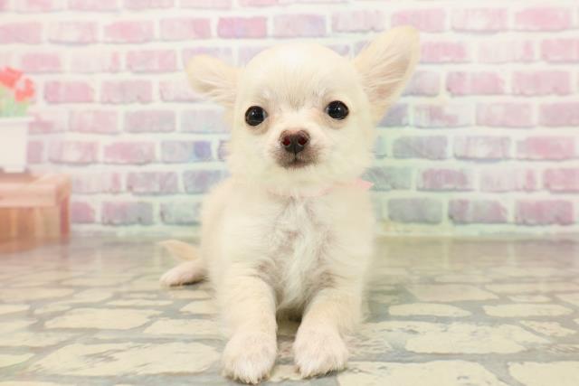 千葉県のチワワ(ロング) (Coo&RIKU若葉都賀店/2025年9月22日生まれ/女の子/クリーム)の子犬