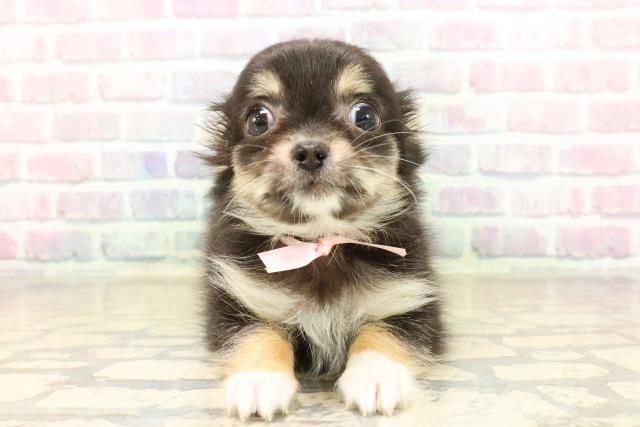 千葉県のチワワ(ロング) (Coo&RIKUアクロスモール新鎌ケ谷店/2025年9月19日生まれ/女の子/ブラックタンホワイト)の子犬の1枚目の画像