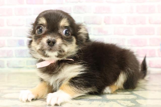 千葉県のチワワ(ロング) (Coo&RIKUアクロスモール新鎌ケ谷店/2025年9月19日生まれ/女の子/ブラックタンホワイト)の子犬の2枚目の画像