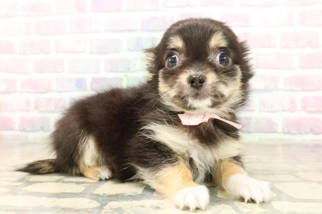 千葉県のチワワ(ロング) (Coo&RIKUアクロスモール新鎌ケ谷店/2025年9月19日生まれ/女の子/ブラックタンホワイト)の子犬の3枚目の画像