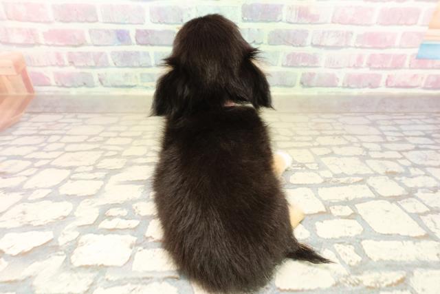 千葉県のチワワ(ロング) (Coo&RIKUアクロスモール新鎌ケ谷店/2025年9月19日生まれ/女の子/ブラックタンホワイト)の子犬の4枚目の画像