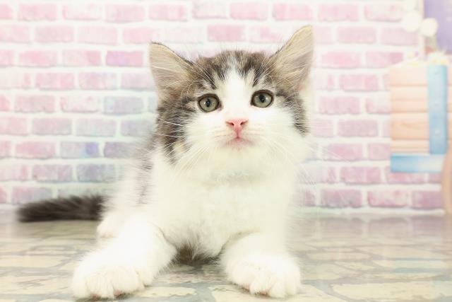 東京都のノルウェージャンフォレストキャット (Coo&RIKU中野サンモール店/2025年9月29日生まれ/男の子/ブラウンタビーホワイト)の子猫