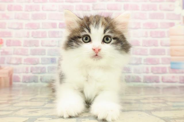 東京都のノルウェージャンフォレストキャット (Coo&RIKU池袋西口店/2025年9月29日生まれ/女の子/ブラウンパッチドタビーホワイト)の子猫の1枚目の画像